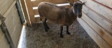 Katahdin Cross Ewe