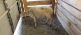 Katahdin Cross Ewe