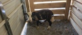 Brown & White Katahdin Cross Ewe