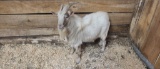 White Pygmy Billy - 3 Yrs Old