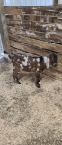 Dappled Nubian Billy - 6 Mos Old