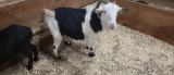 Black & White Pygmy Bred Nanny