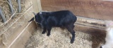 Black Fainter Billy - 6 Mos Old