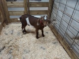 Nubian Billy - 3 Mos Old