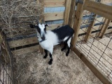 Black & White Alpine Nanny W/ Horns