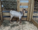 Boer X Alpine Billy - Born: 7/27/21