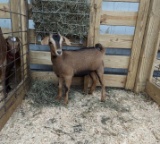 Boer X Alpine Nanny - Born: 7/27/21