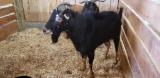Alpine Lamancha Billy