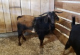 Boer Cross Billy - Proven