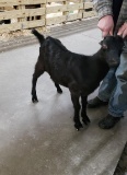 Black Lamancha Wether