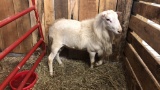 St. Croix Ram