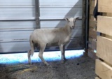 St. Croix Ewe