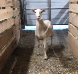 St. Croix Ewe