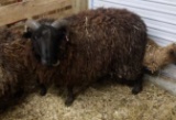 Ram Sheep