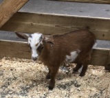 Nigerian Dwarf Billy