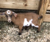 Nigerian Dwarf Nanny