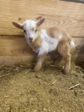 Purebred Nigerian Dwarf Billy Bottle Kid
