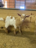 Purebred Nigerian Dwarf Bottle Billy Kid