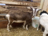 Mini Toogenburg Polled Nanny - Blue Eyes
