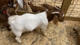 Billy - 4 Mos Old