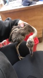 Male Gray Rhea Chick - 2 1/2 Wks Old