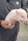 White Micro Mini Pig Female - Name: Elsa
