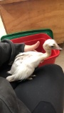 Female White Rhea Chick - 2 1/2 Wks Old