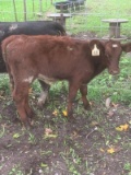 Purebred Shorthorn Heifer