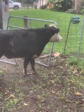 Mini Hereford Cross Cow Exposed To Mini Hereford