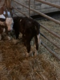 Hereford Hiefer Calf - On Milk & Eating Feed