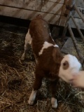 Hereford Hiefer Calf - On Milk & Eating Feed