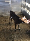 Holstein X Jersey Heifer Bottle Calf