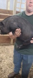 Female Julianna Pot Belly Pig - 12 Wks Old