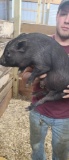 Male Julianna Pot Belly Pig - 12 Wks Old