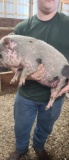 Female Julianna Pot Belly Pig - 12 Wks Old