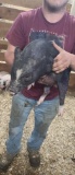 Male Julianna Pot Belly Pig - 12 Wks Old