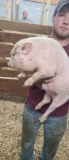 Male Julianna Pot Belly Pig - 12 Wks Old