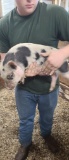 Female Julianna Pot Belly Pig - 12 Wks Old