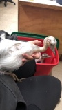 Female White Rhea Chick - 2 1/2 Wks Old