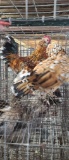 Pair Mille Fleur D'uccle Bantams