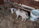 White & Gray Pygmy Billy