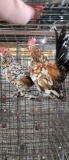 Pair Mille Fleur D'uccle Bantams