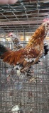Pair Mille Fleur D'uccle Bantams