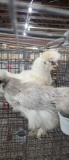 Pair Silkies