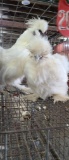 3 Silkies - 2 Roosters, 1 Hen