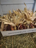 1 Box Of Indian Corn
