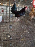 Spangled Old English Rooster