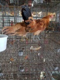 Pair Ginger Red Old English Bantams