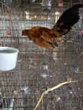 Ginger Red Old English Rooster