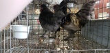 2 Banty Roosters